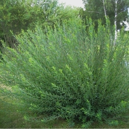 Ива гибридная (Salix x hybrida)
