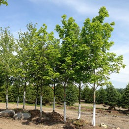 Клен остролистный Суперформ (Acer platanoides 'Superform')