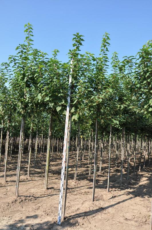 Черёмуха поздняя (Prunus serotina)