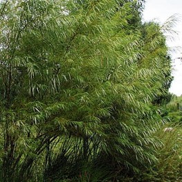 Ива Рекорд (Salix 'Rekord')