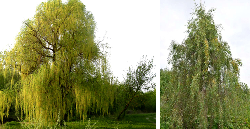 Ива белая Олимпийский огонь (Salix alba 'Olimpijskij Ogon')