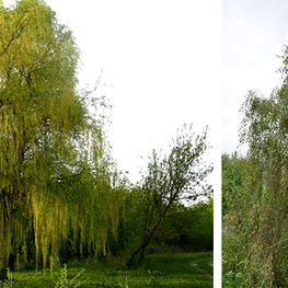 Ива белая Олимпийский огонь (Salix alba 'Olimpijskij Ogon')