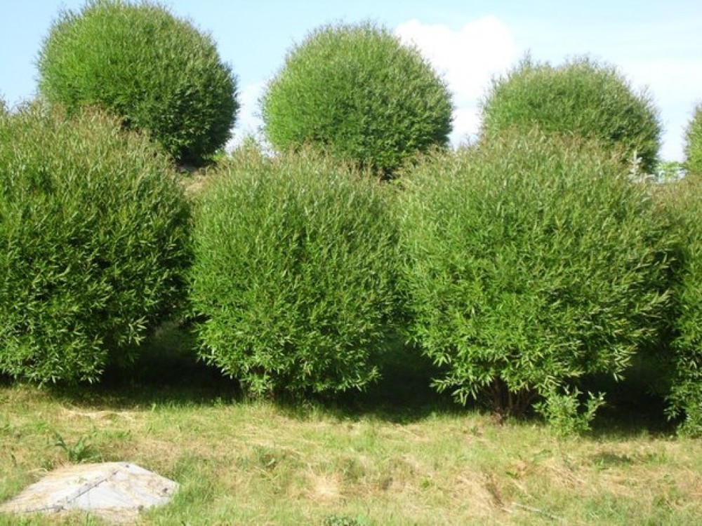 Ива ломкая (Salix fragilis)