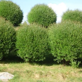 Ива ломкая (Salix fragilis)