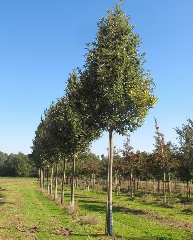 Рябина ария Магнифика (Sorbus aria 'Magnifica')