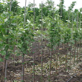 Рябина ария Магнифика (Sorbus aria 'Magnifica')