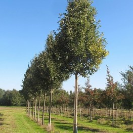 Рябина ария Магнифика (Sorbus aria 'Magnifica')