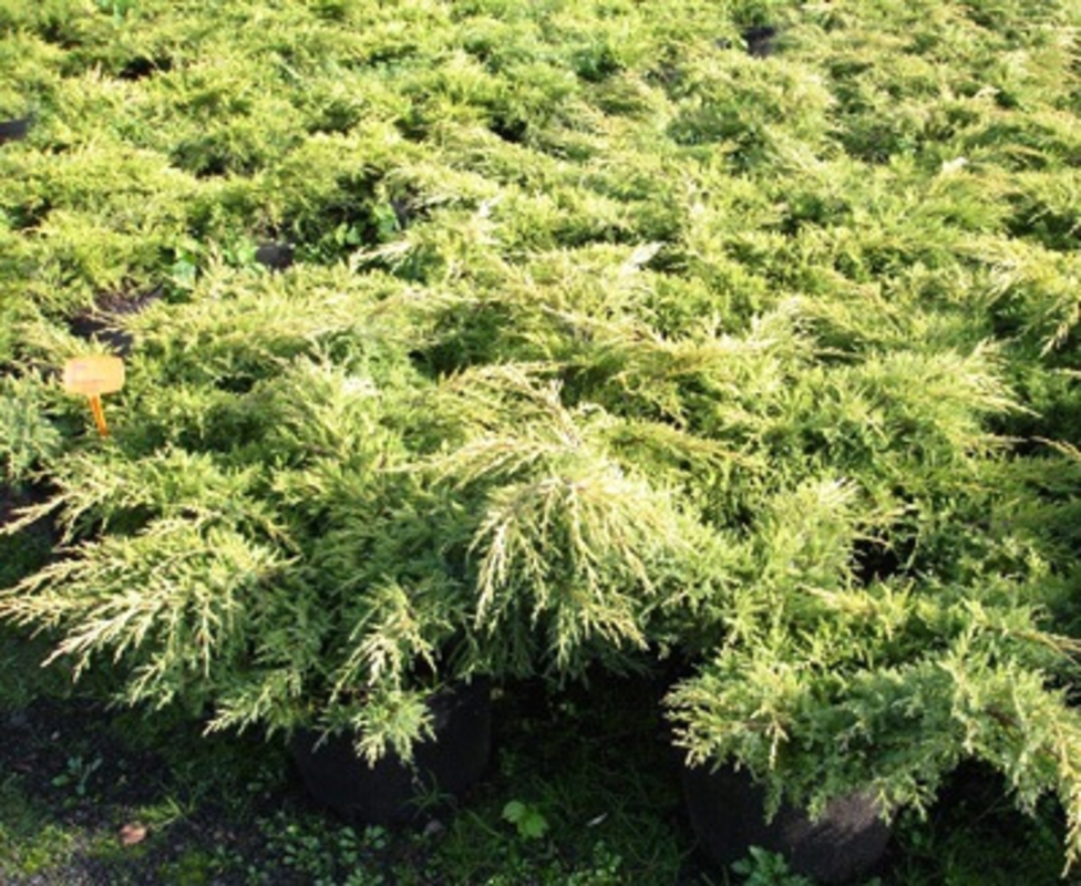 Можжевельник средний Мордиган Голд (Juniperus x pfitzeriana 'Mordigan Gold')
