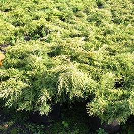 Можжевельник средний Мордиган Голд (Juniperus x pfitzeriana 'Mordigan Gold')