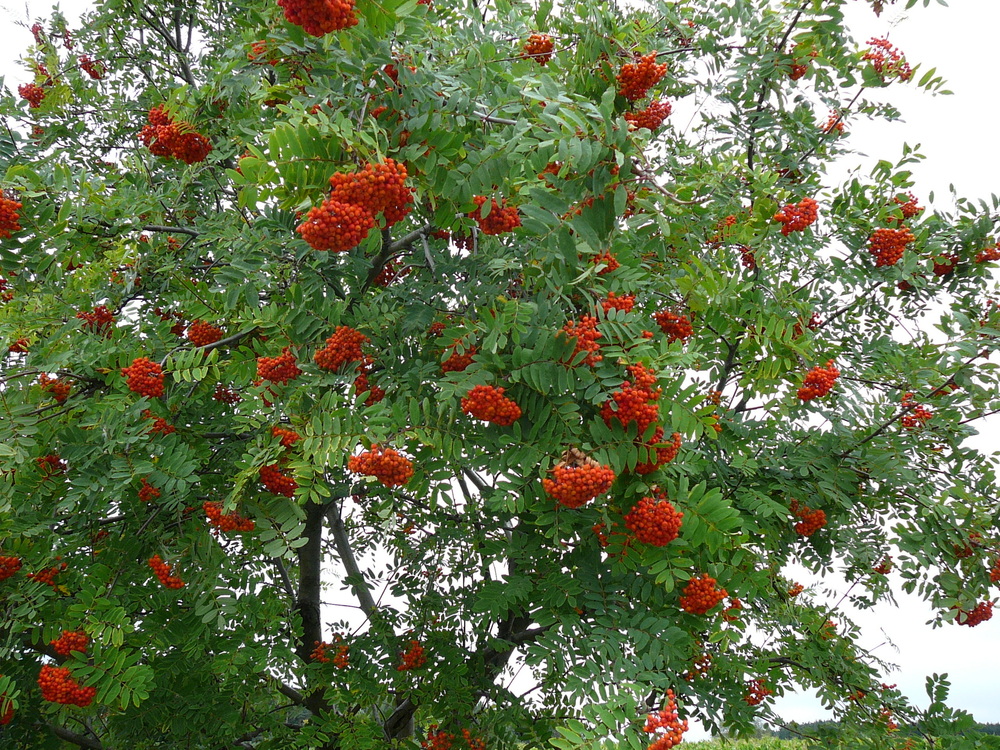 Рябина Невеженская (Sorbus 'Nevezhenskaya')