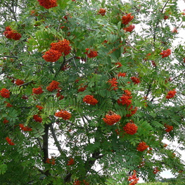 Рябина Невеженская (Sorbus 'Nevezhenskaya')