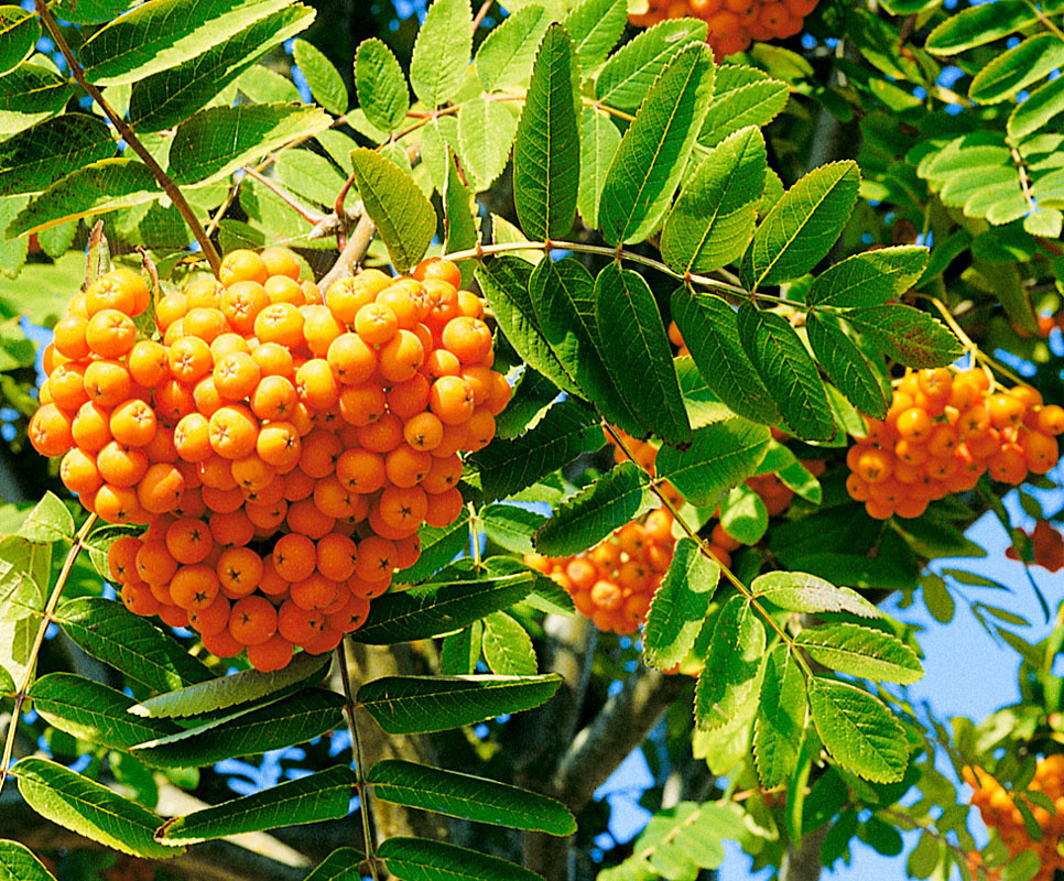 Рябина Солнечная (Sorbus 'Solnechnaya')