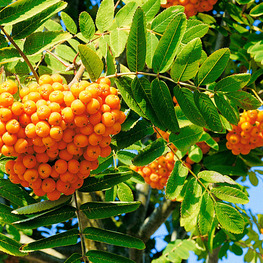 Рябина Солнечная (Sorbus 'Solnechnaya')