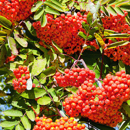 Рябина Сорбинка (Sorbus 'Sorbinka')