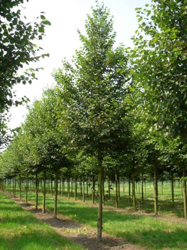Липа мелколистная Болье (Tilia cordata 'Boehlje')