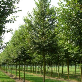 Липа мелколистная Болье (Tilia cordata 'Boehlje')