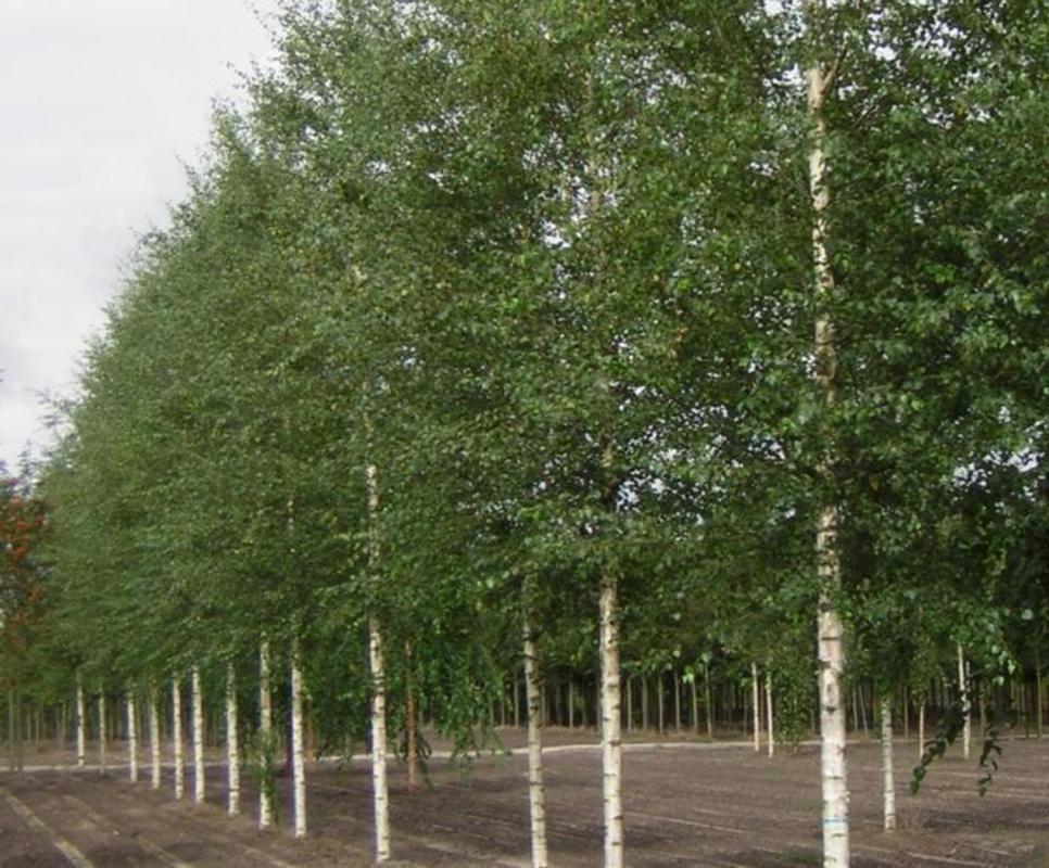 Береза повислая Голден Триумф (Betula pendula 'Golden Triumph')