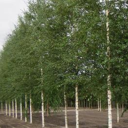 Береза повислая Голден Триумф (Betula pendula 'Golden Triumph')