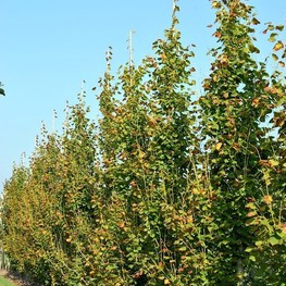 Липа крупнолистная Пирамидалис Ауреа (Tilia platyphyllos 'Pyramidalis Aurea')