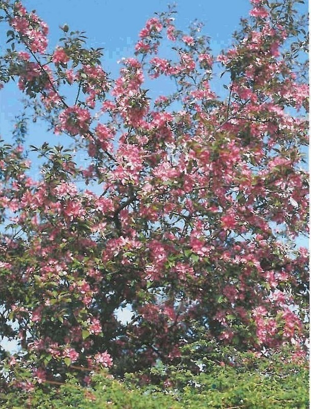 Яблоня декоративная Директор Мурланд (Malus 'Director Moerland')