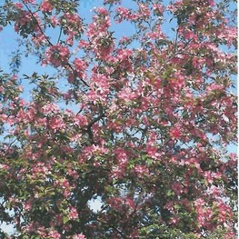 Яблоня декоративная Директор Мурланд (Malus 'Director Moerland')