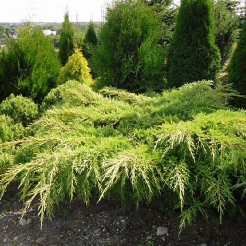 Можжевельник средний Пфитцериана Ауреа (Juniperus x pfitzeriana 'Pfitzeriana Aurea')