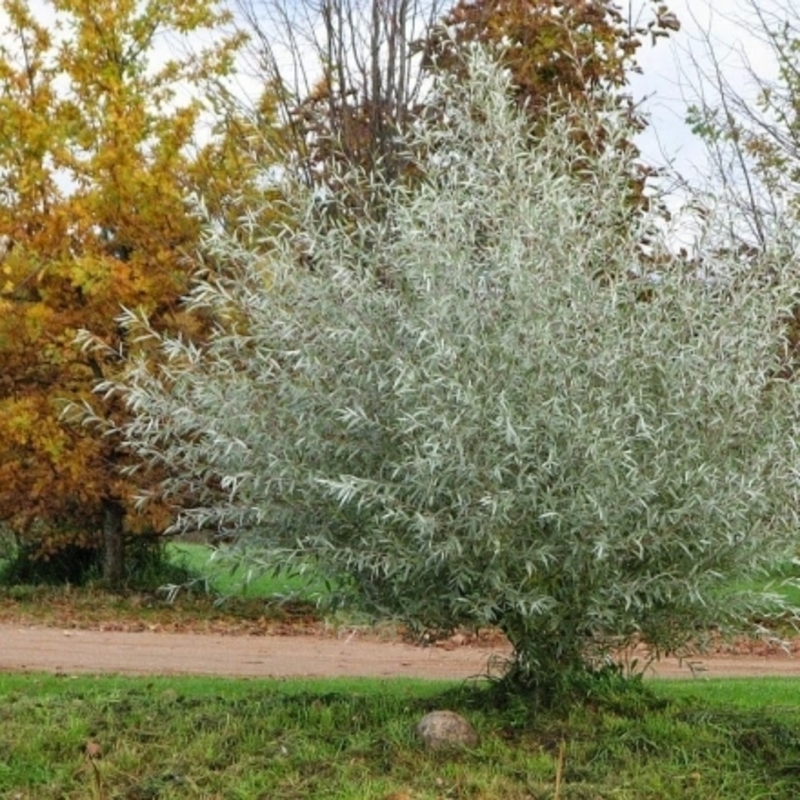 Ива белая шелковистая (Salix alba var. sericea)