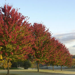 Клен Фримана Цельзам (Acer freemanii 'Celzam')