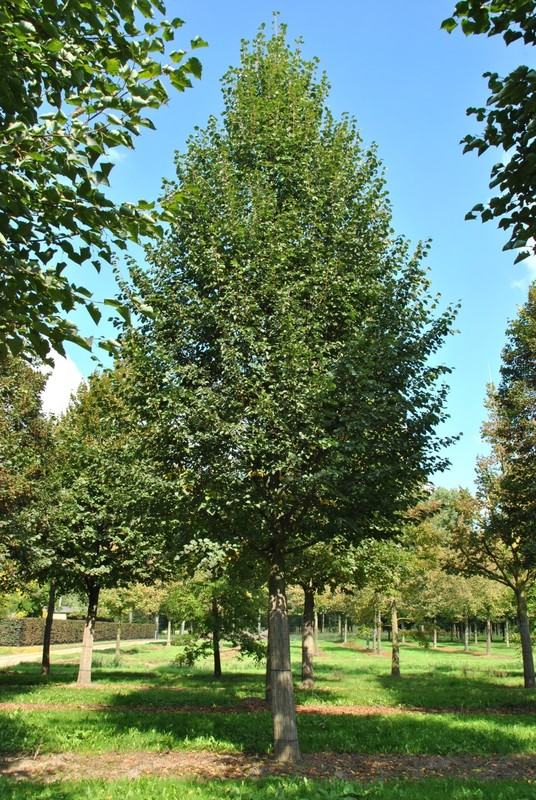 Липа мелколистная Роелво (Tilia cordata 'Roelvo')