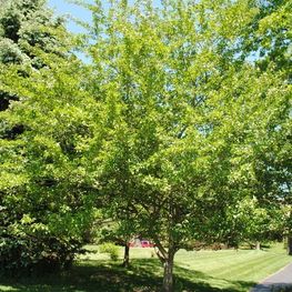 Боярышник зеленый Винтер Кинг (Crataegus viridis 'Winter King')