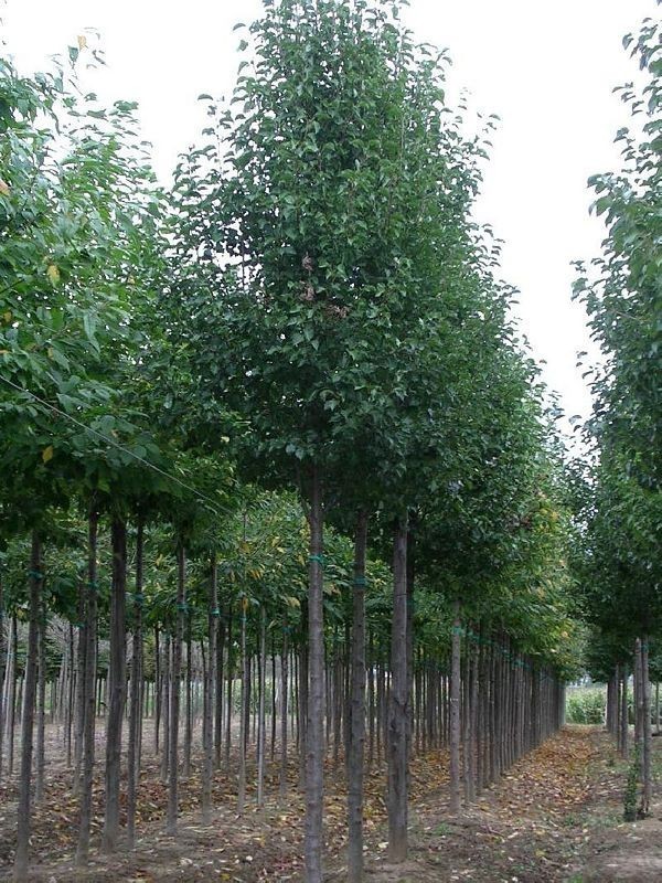 Груша каллериана Шантиклер (Pyrus calleryana 'Chanticleer')