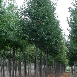 Груша каллериана "Chanticleer"