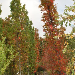 Дуб болотный Грин Пиллар (Quercus palustris 'Green Pillar')