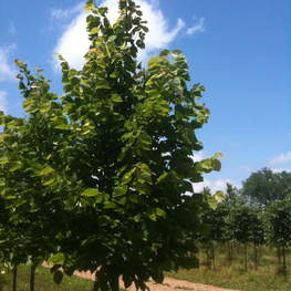 Липа американская (Tilia americana)