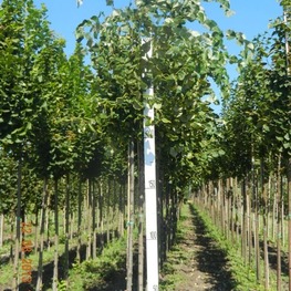 Липа войлочная Стерлинг (Tilia tomentosa 'Sterling')