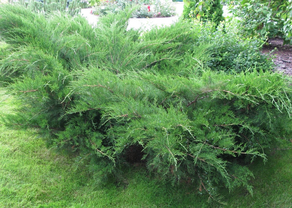 Можжевельник средний Пфитцериана (Juniperus x pfitzeriana 'Pfitzeriana')