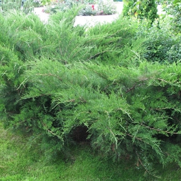 Можжевельник средний Пфитцериана (Juniperus x pfitzeriana 'Pfitzeriana')