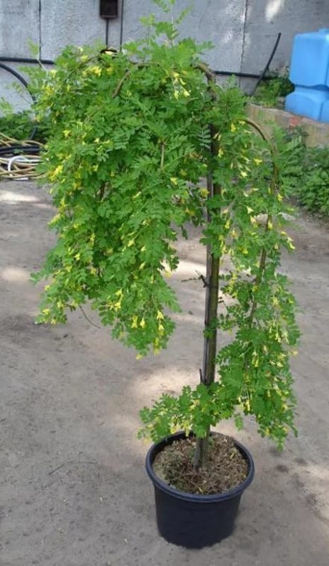 Акация древовидная Пендула (Caragana arborescens 'Pendula')