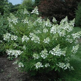 Гортензия метельчатая Юник (Hydrangea paniculata 'Unique')