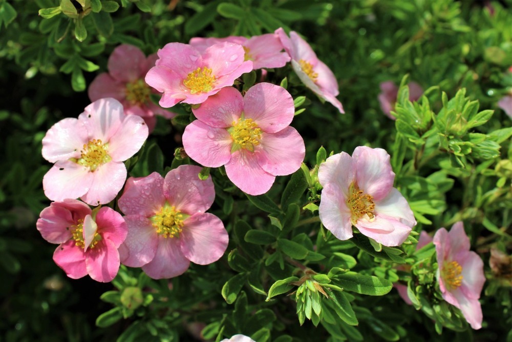 Лапчатка кустарниковая Пинк Бьюти (Potentilla fruticosa 'Pink Beauty')