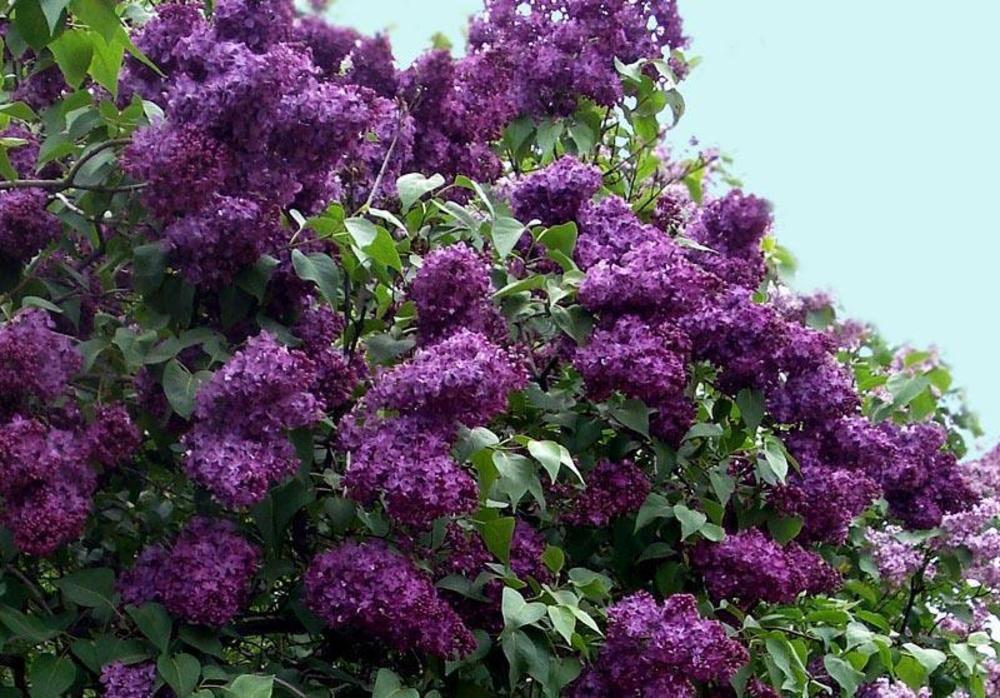 Сирень обыкновенная Индия (Syringa vulgaris 'Indiya')