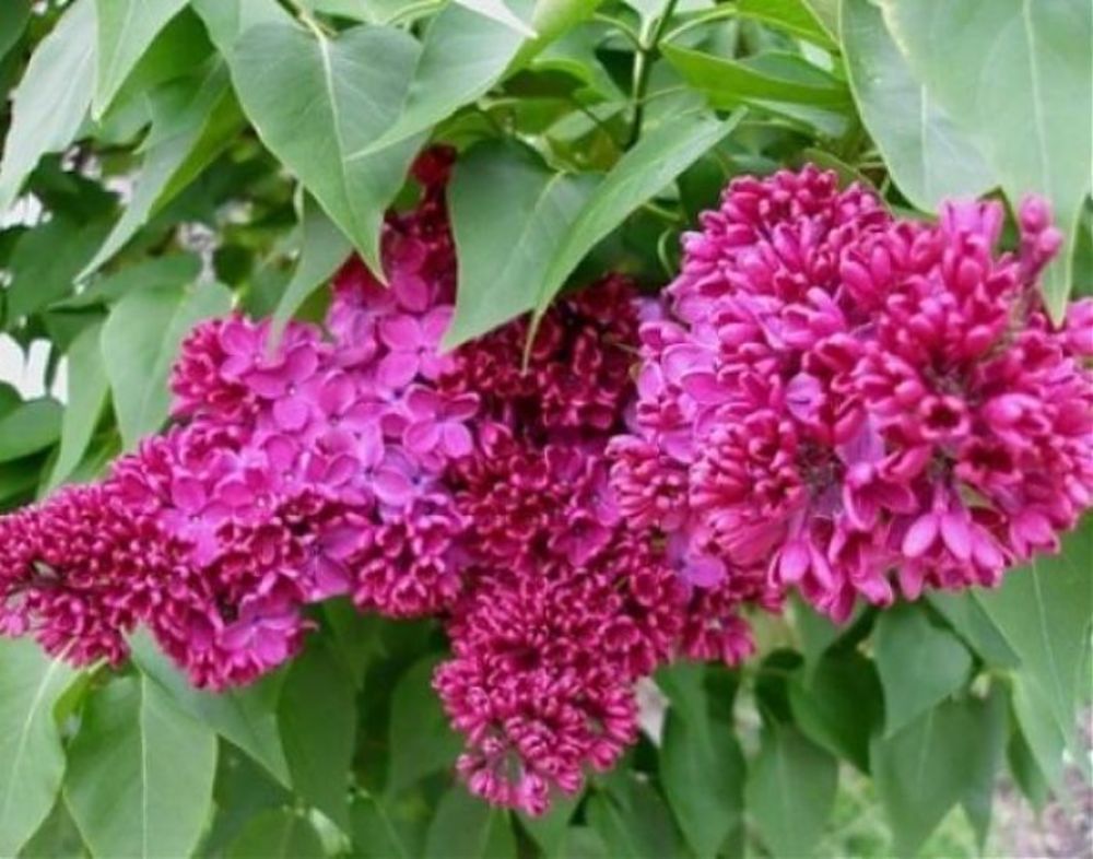 Сирень обыкновенная Красная Москва (Syringa vulgaris 'Krasnaya Moskva')