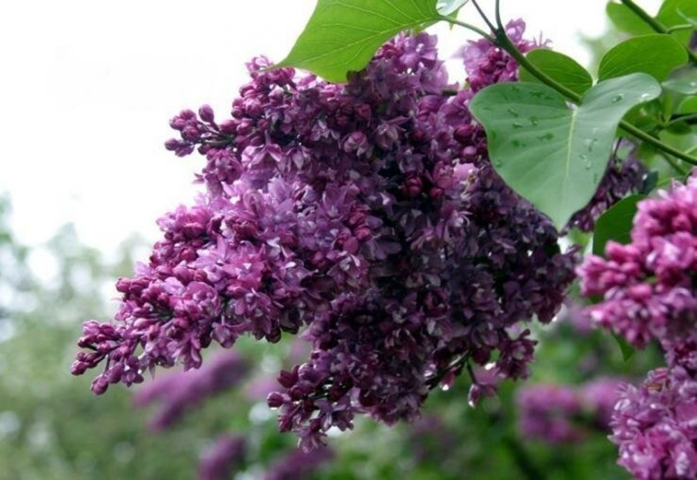 Сирень обыкновенная Огни Донбасса (Syringa vulgaris 'Ogni Donbassa')