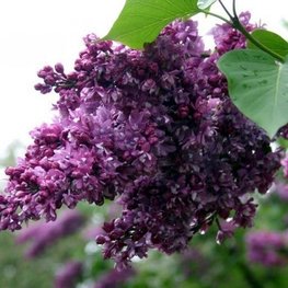 Сирень обыкновенная Огни Донбасса (Syringa vulgaris 'Ogni Donbassa')