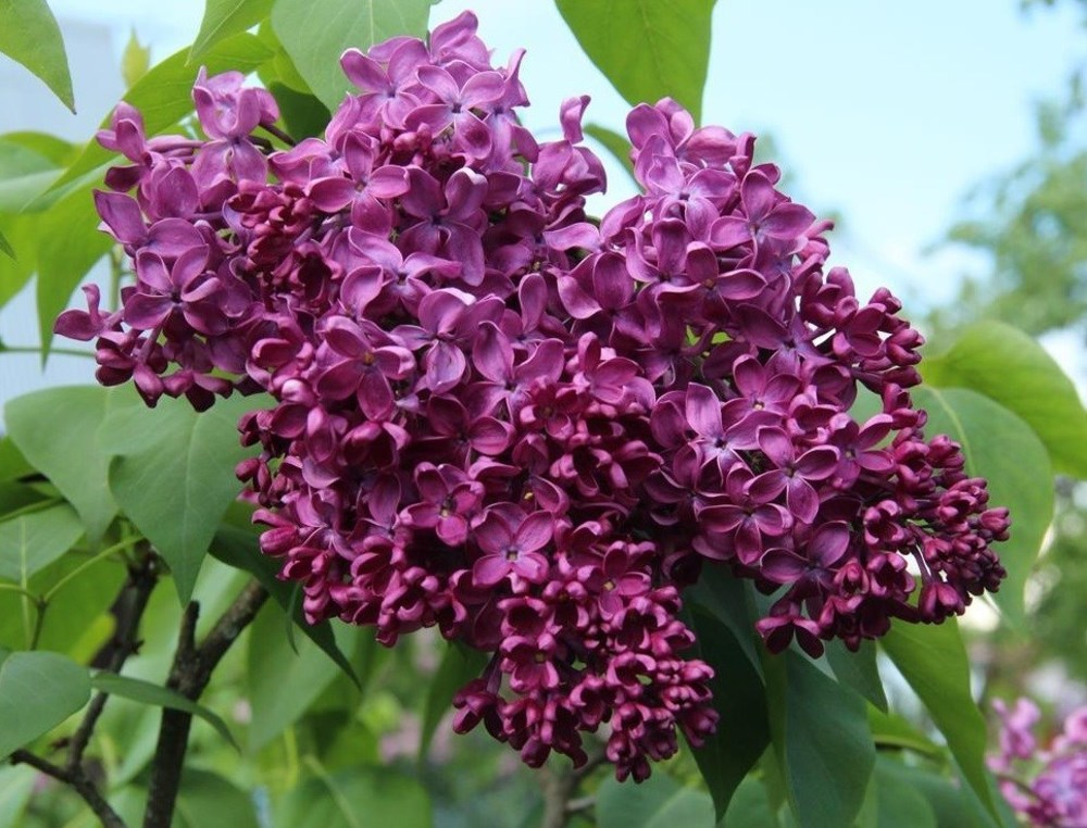 Сирень обыкновенная Энн Шич (Syringa vulgaris 'Anne Shiach')