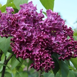 Сирень обыкновенная Энн Шич (Syringa vulgaris 'Anne Shiach')