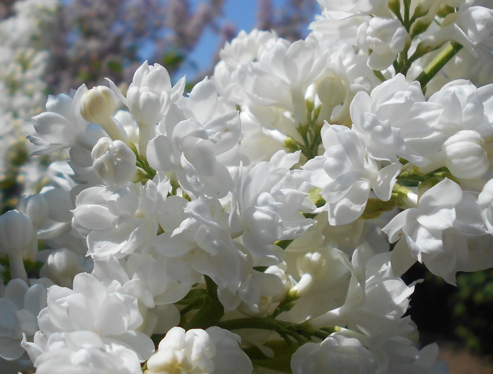 Сирень обыкновенная Мисс Элен Вильмот (Syringa vulgaris 'Miss Ellen Willmott')