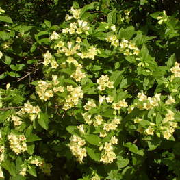 Вейгела Миддендорфа (Weigela middendorffiana)