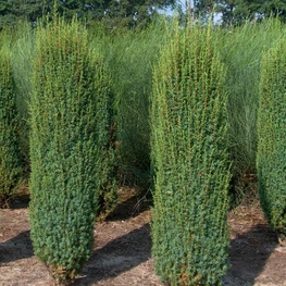 Можжевельник обыкновенный Хиберника (Juniperus communis 'Hibernica')