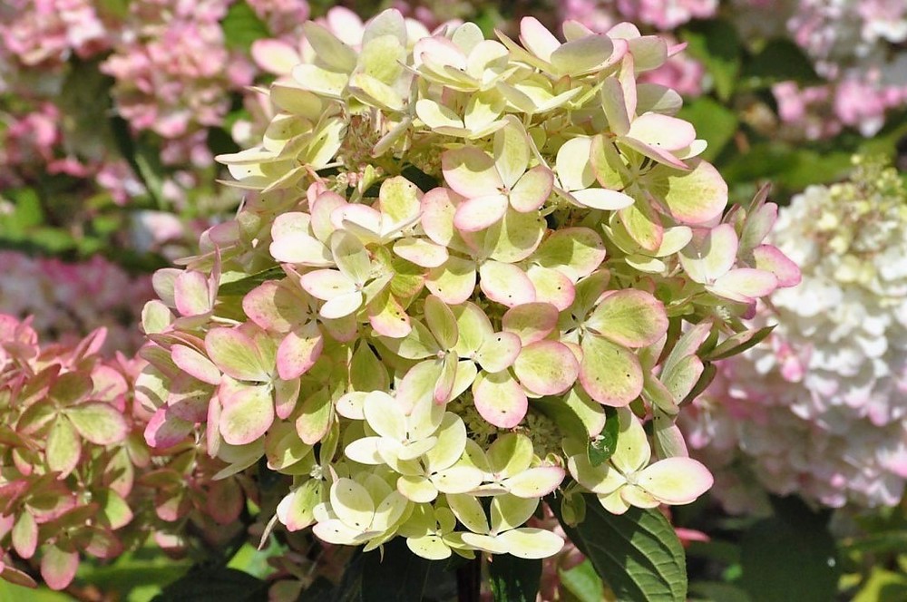 Гортензия метельчатая Пастель Грин (Hydrangea paniculata 'Pastelgreen')